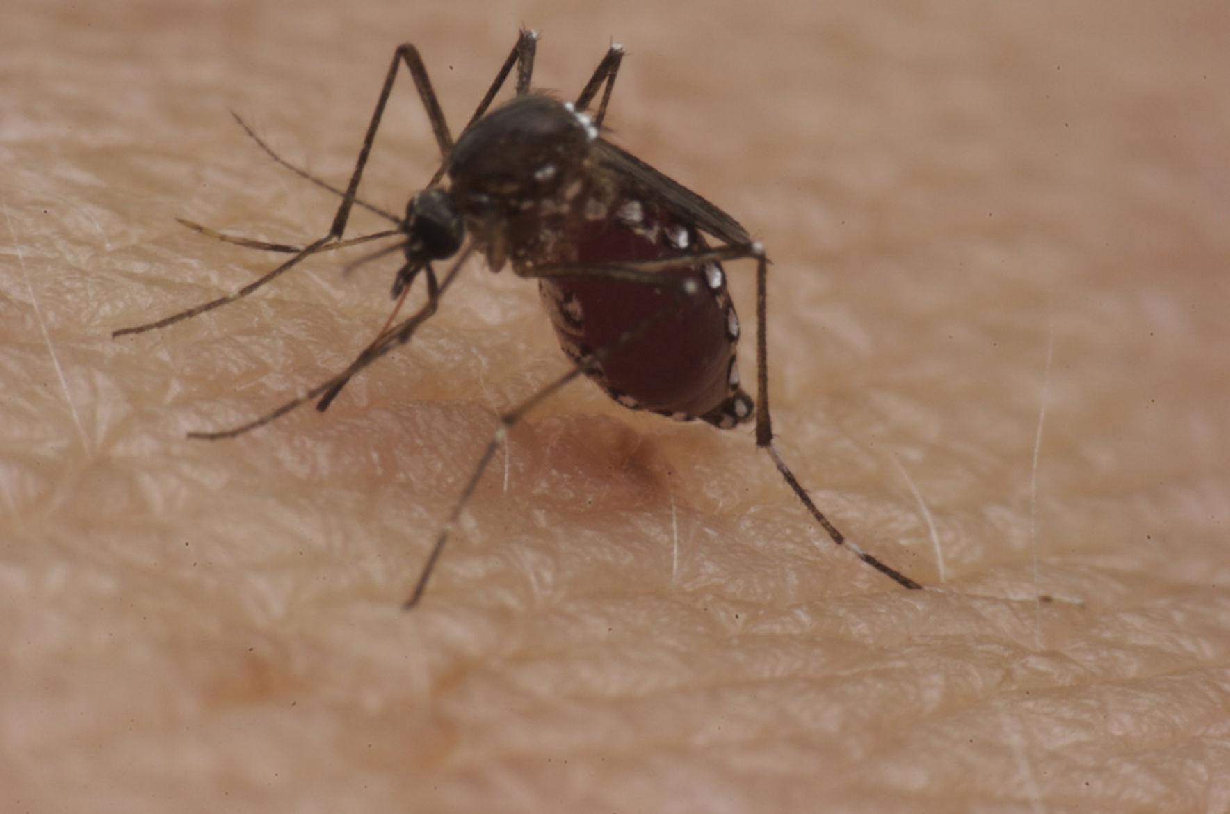 Aedes aegypti mosquito